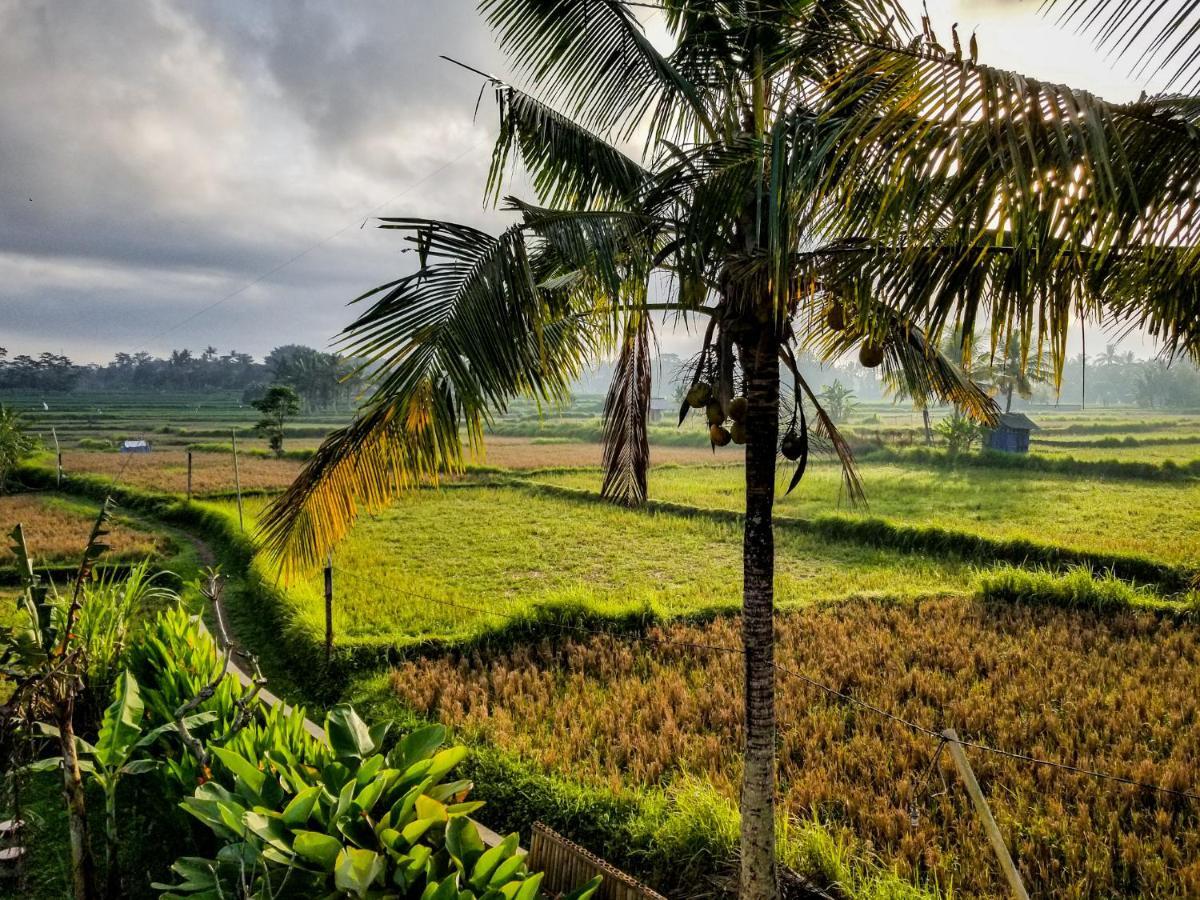 Mancur Guesthouse Ubud  Luaran gambar