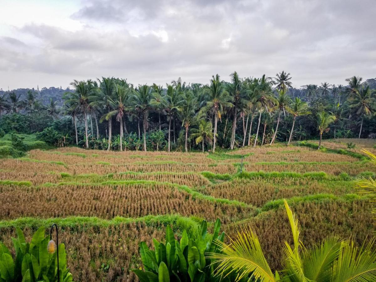 Mancur Guesthouse Ubud  Luaran gambar